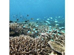 プランの魅力 綺麗な珊瑚のポイント の画像