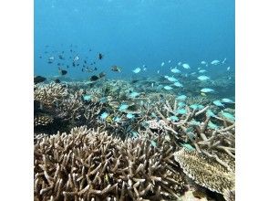 プランの魅力 The point of beautiful coral の画像