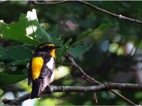 プランの魅力 Narcissus flycatcher の画像