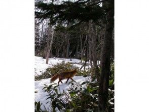 プランの魅力 野生のキタキツネが生息 の画像