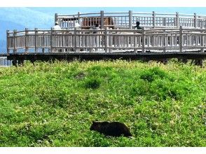 プランの魅力 野生棕熊 の画像