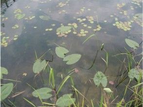 プランの魅力 中綱湖水生植物 の画像
