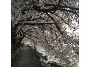 プランの魅力 约600棵樱花树 の画像