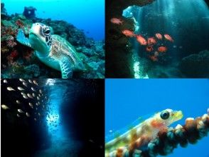 プランの魅力 Abundant diving points ♪ の画像