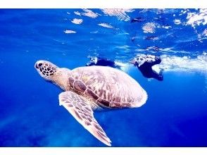 プランの魅力 嘿，海龟，等一下！ の画像