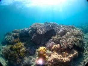プランの魅力 まるでお花畑の様なサンゴ礁☆ の画像