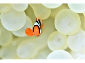 プランの魅力 5種類のクマノミ観察 の画像