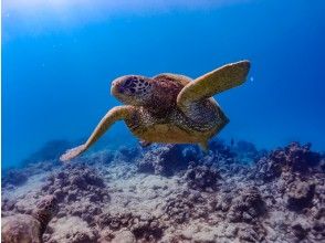 プランの魅力 天然海龜 の画像