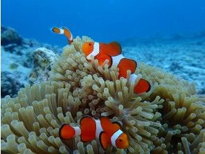 プランの魅力 小丑魚 の画像