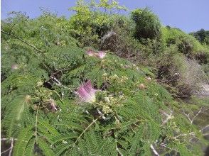 プランの魅力 自然の魅力を再発見！ の画像