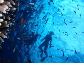 プランの魅力 美ら海 の画像