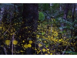 プランの魅力 八重山萤火虫 の画像