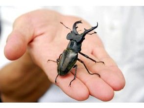 プランの魅力 Longing stag beetle の画像