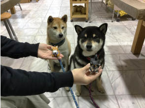 プランの魅力 The dog looks exactly like it ♪♪ の画像