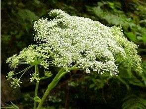 プランの魅力 野草がいっぱいの川辺 の画像