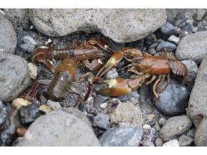 プランの魅力 渓流の生き物 の画像