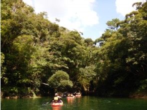プランの魅力 Jungle cruise by canoe in subtropical forest の画像
