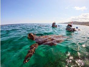 プランの魅力 ウミガメの呼吸 の画像