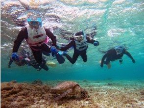 プランの魅力 海藻を食べるウミガメ の画像