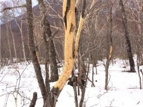 プランの魅力 冬の動物の生活 の画像