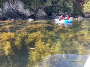 プランの魅力 Seaweed forest, fresh greenery of the sea! の画像