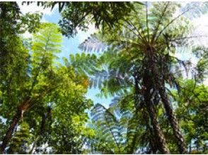 プランの魅力 Okinawa forest の画像