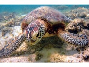 プランの魅力 海亀遭遇率100%% の画像