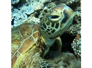 プランの魅力 ウミガメ遭遇率１００％％可愛い海亀楽園 の画像