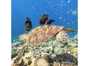 プランの魅力 ウミガメ上級ツアー の画像