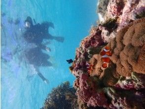 プランの魅力 人気のカクレクマノミ! の画像