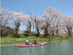 プランの魅力 ガイドいちおし！春の桜お花見ツアー の画像