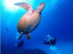 プランの魅力 ウミガメに会える! の画像