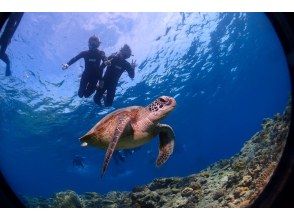 プランの魅力 You can also meet sea turtles! の画像