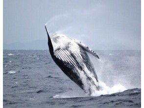 プランの魅力 Humpback whale! の画像