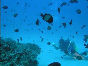 プランの魅力 色々な魚を観察しましょう！ の画像