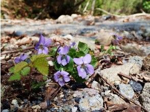 プランの魅力 スミレ の画像
