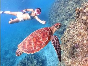 プランの魅力 Let's swim with the popular sea turtles! の画像