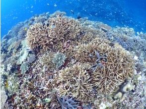 プランの魅力 Powerful! Coral and colorful fish の画像