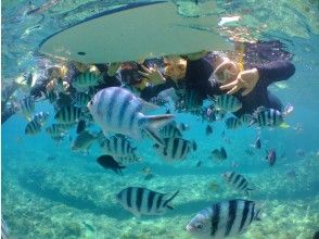 プランの魅力 Surrounded by tropical fish の画像