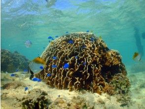 プランの魅力 Dots of coral reefs の画像