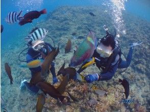 プランの魅力 Surrounded by tropical fish の画像