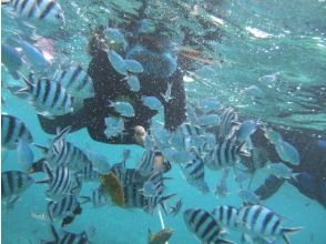 プランの魅力 Tropical fish in snorkel の画像