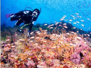 プランの魅力 沖縄が世界に誇る、慶良間諸島で開催 の画像