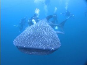 プランの魅力 Whale shark and snorkel の画像