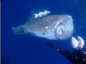 プランの魅力 ジンベエザメと体験ダイビング の画像