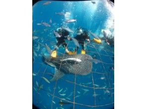 プランの魅力 ジンベエザメと体験ダイビング の画像