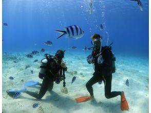 プランの魅力 Perfect for your first dive! の画像