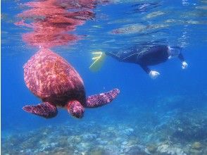 プランの魅力 Find sea turtles! の画像