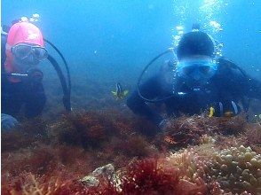 プランの魅力 水中記念写真 の画像