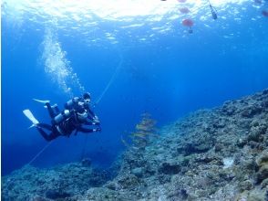 プランの魅力 ダイビングtimeは30~40分。 の画像